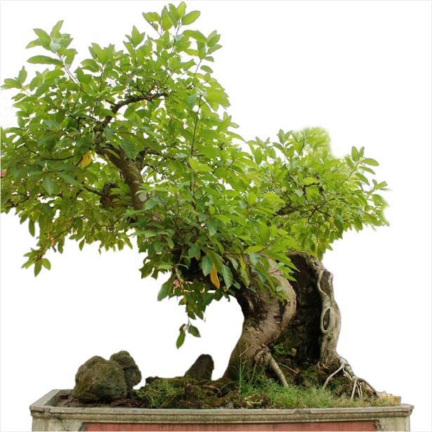 Những loại cây phong thủy mang đến tài lộc, may mắn cho gia chủ