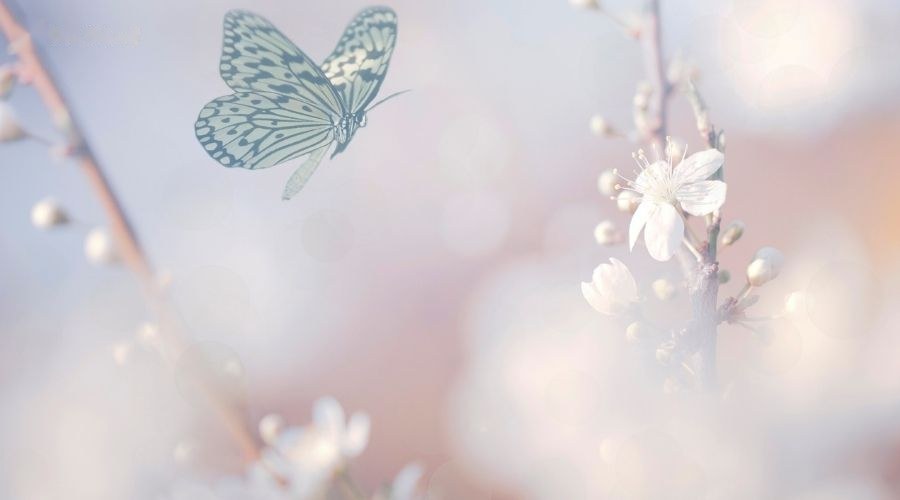 mơ thấy bướm đánh con gì