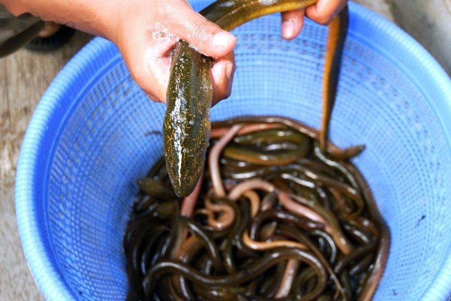 Nằm mơ thấy lươn điềm báo gì