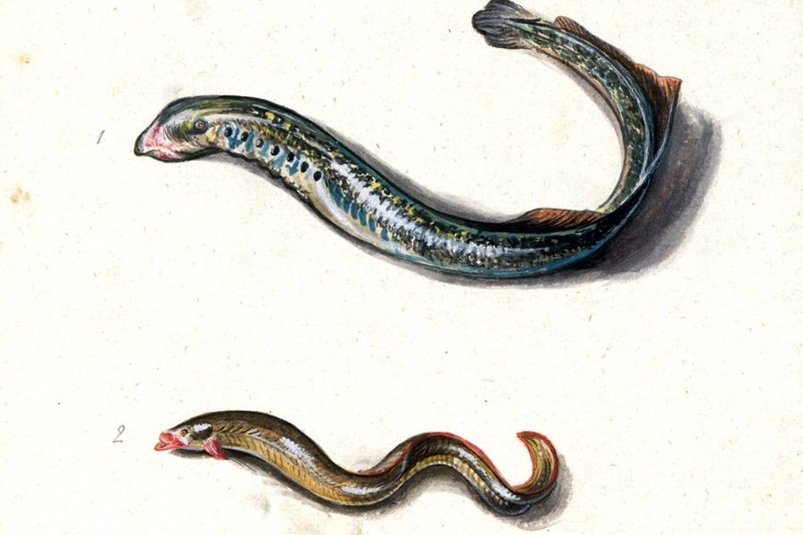 Giấc mơ về lươn
