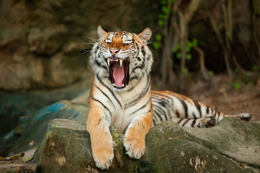 Phân tích người tuổi Hổ