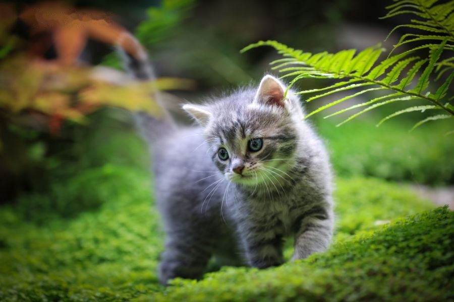 Phân tích tính cách tuổi Mão