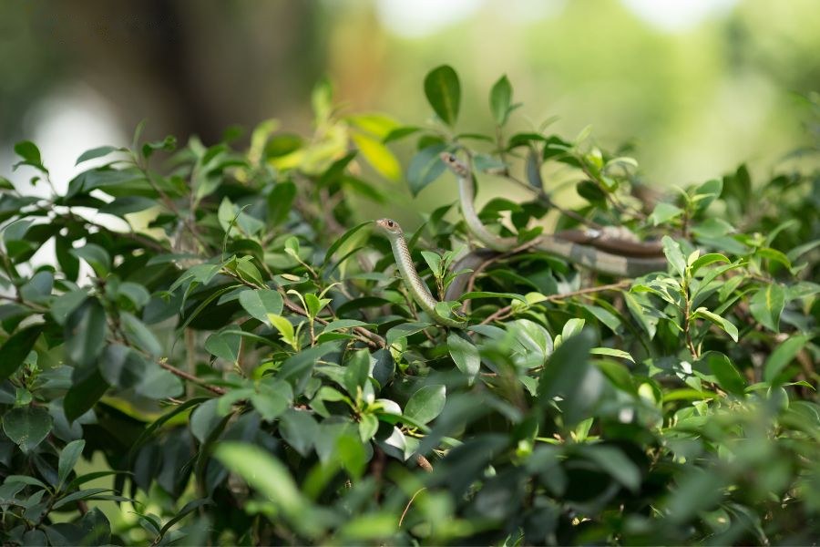 Tam hợp tứ hành xung tuổi Tị