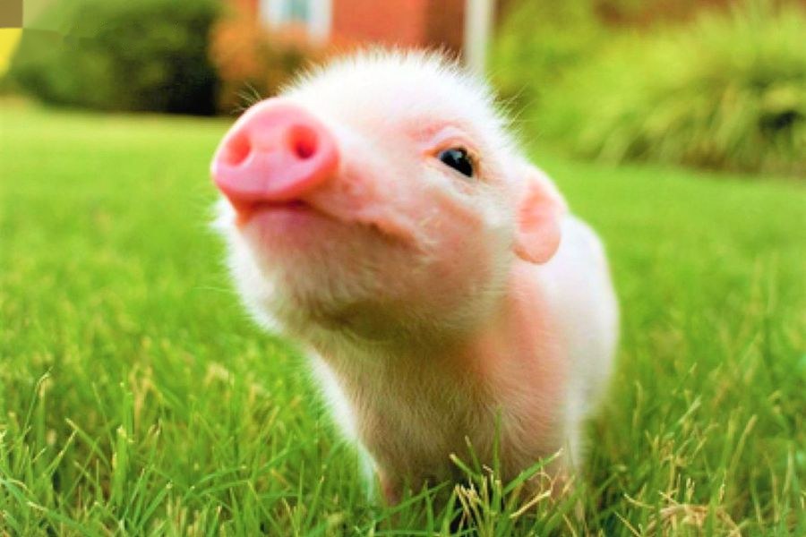 Tính cách người tuổi Hợi