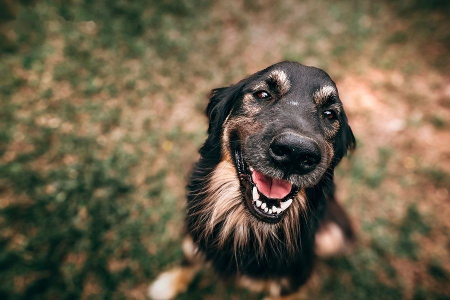 Tính cách người tuổi Tuất
