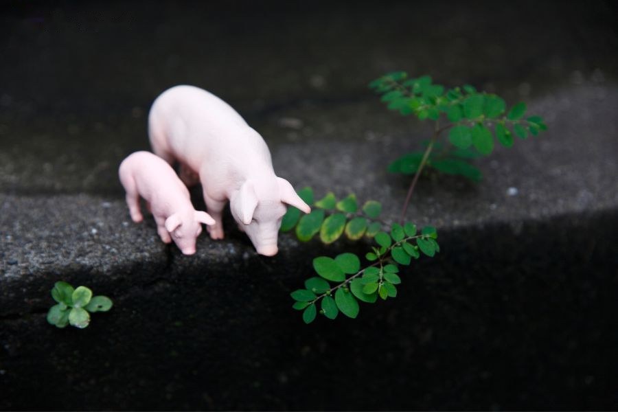 Tuổi Hợi sinh năm bao nhiêu?