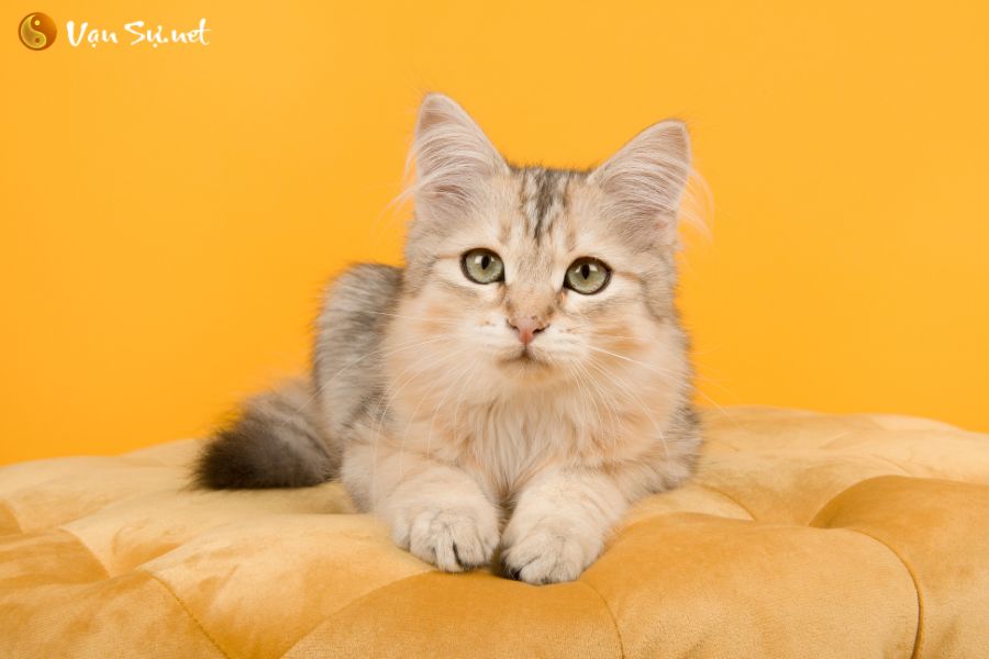 Tuổi Mão là tuổi con gì