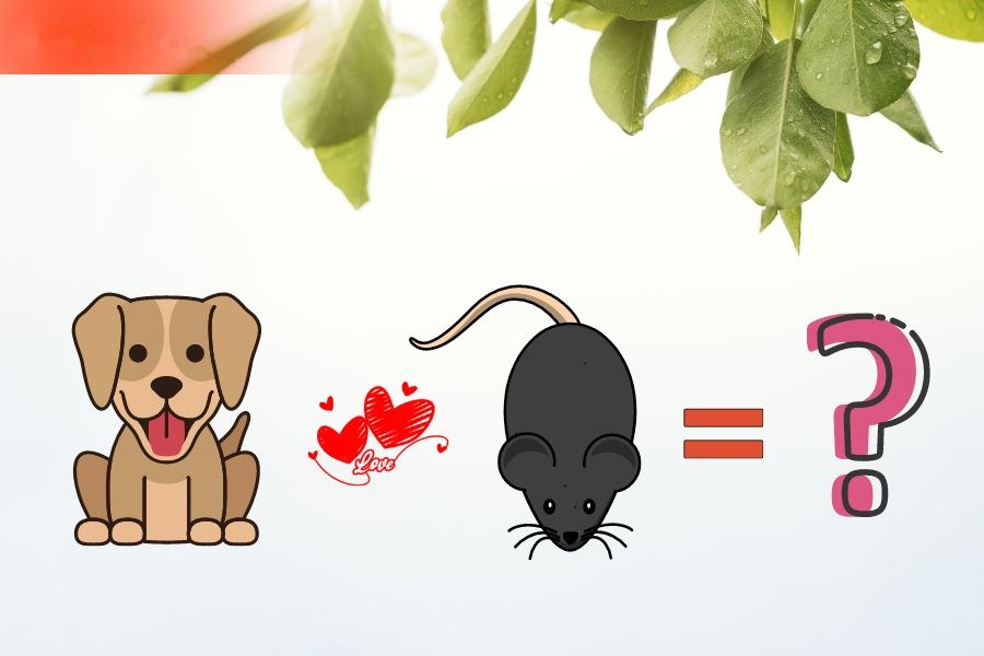 Tuổi Tuất và tuổi Tý