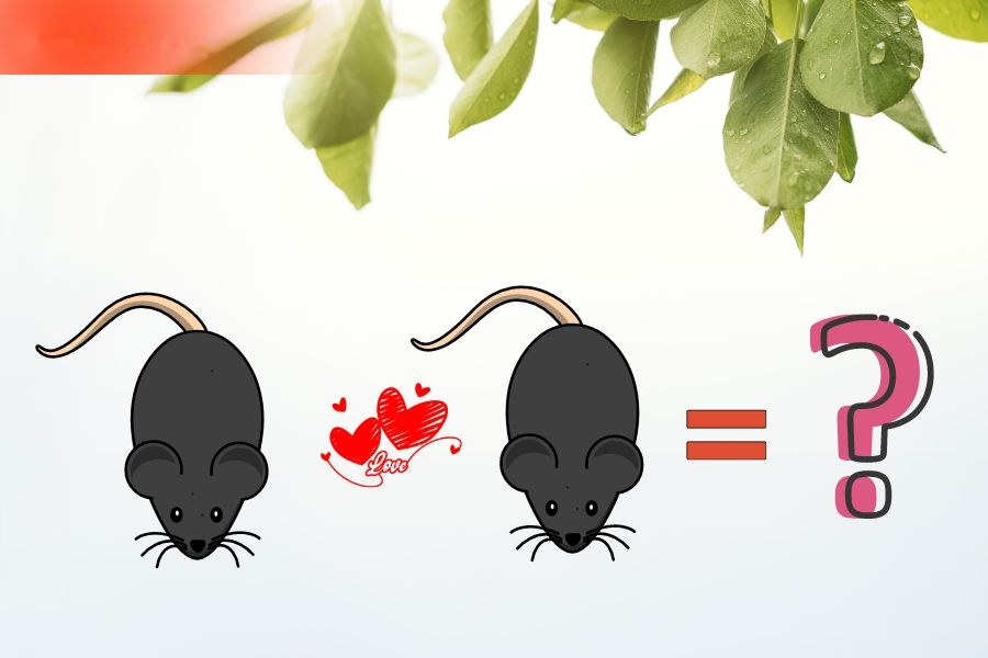 Tuổi Tý và tuổi Tý