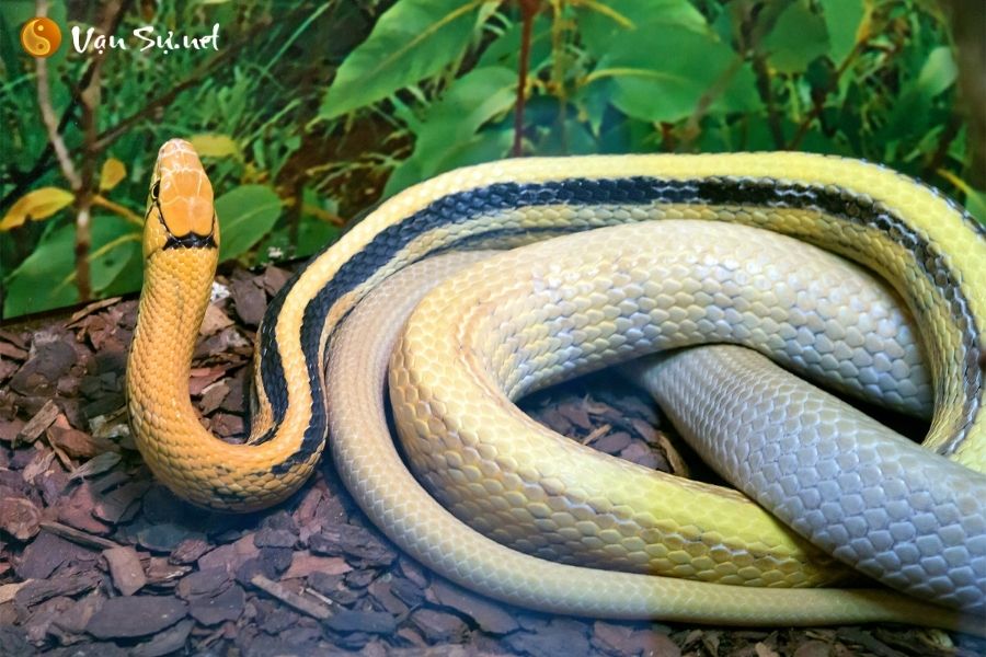 Giấc mơ về rắn mang tới điềm báo gì