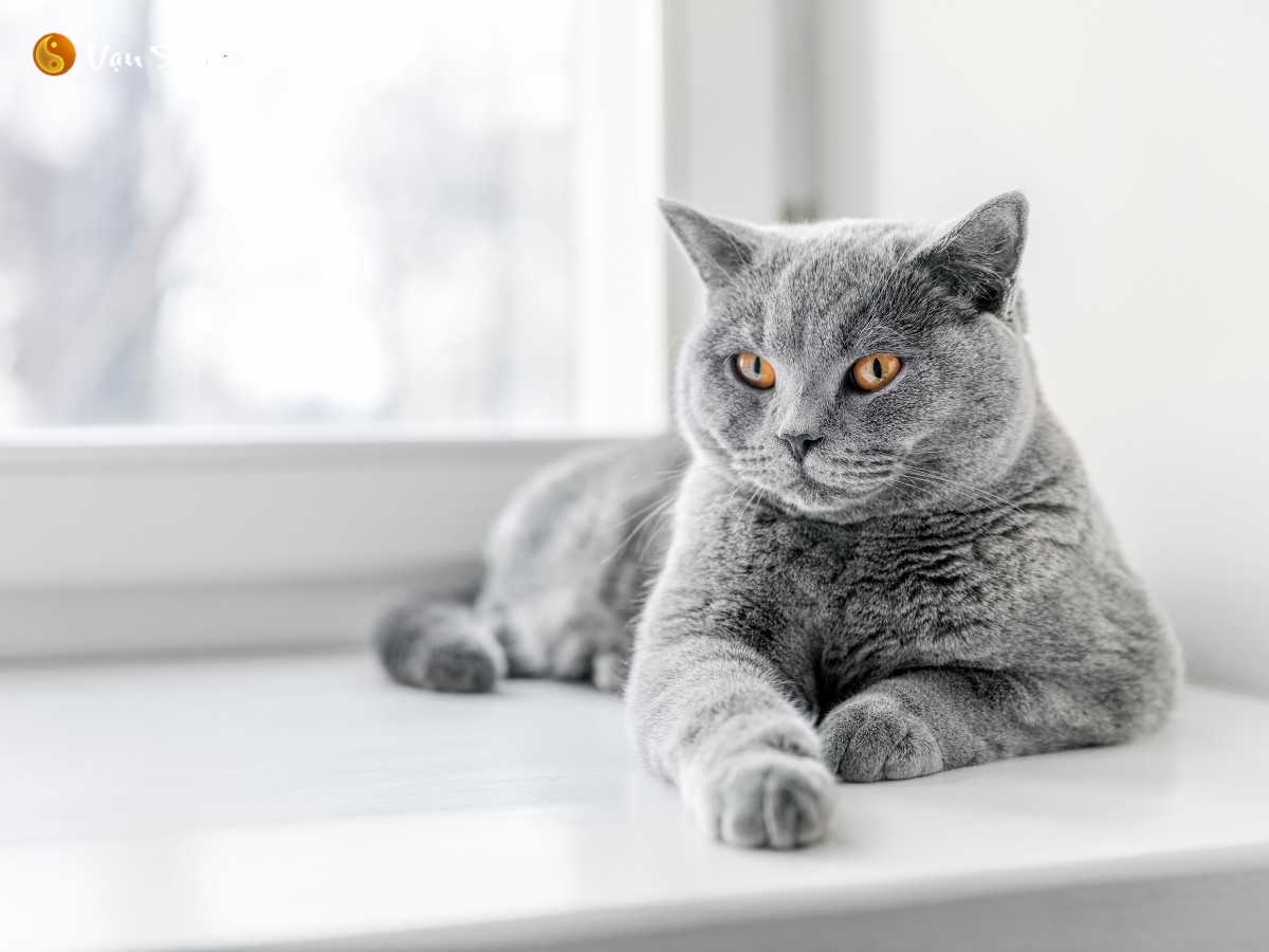 Bói tình yêu nữ tuổi Mão