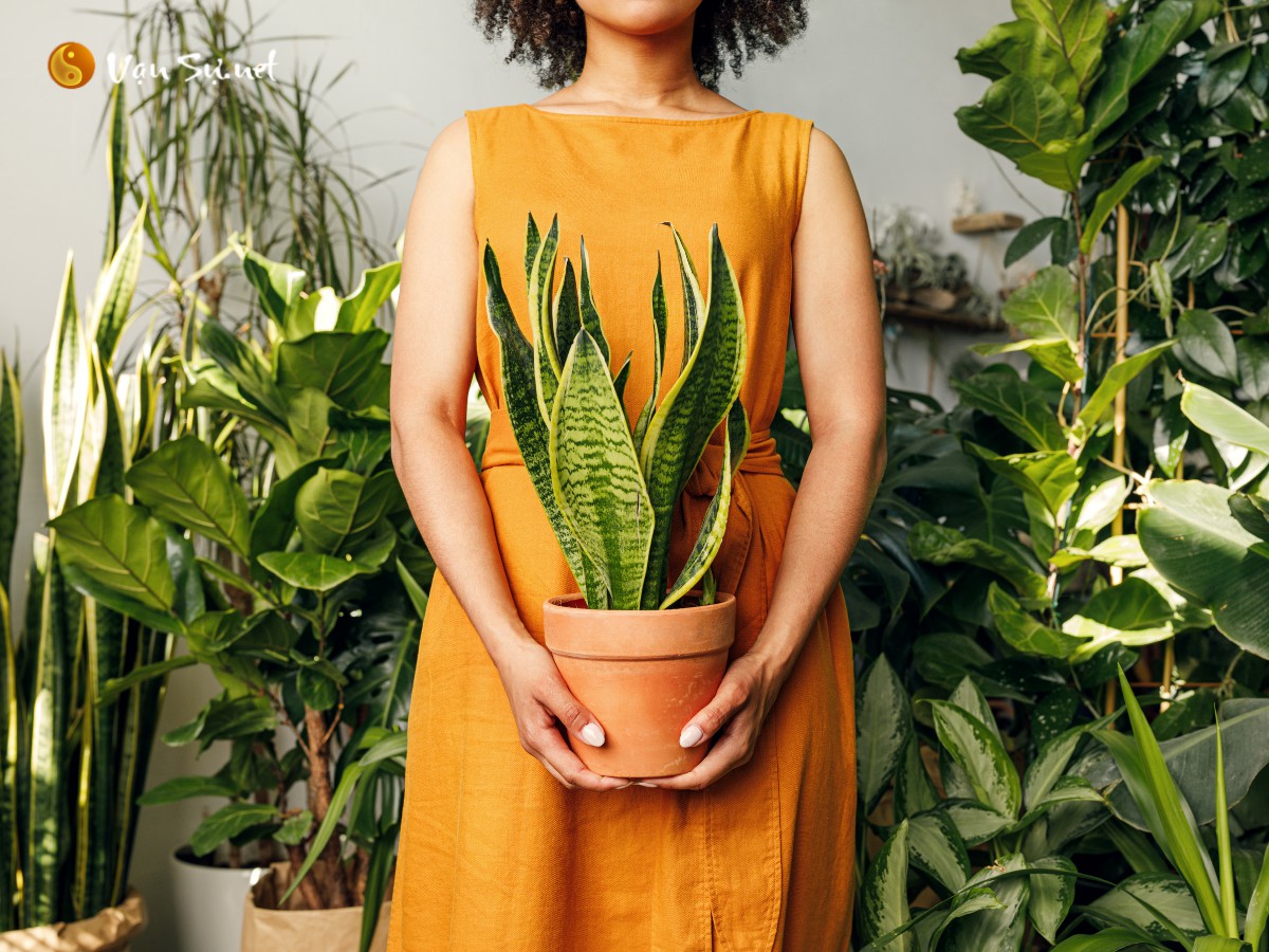 Cây Lưỡi Hổ