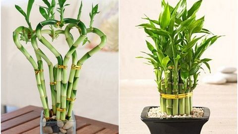 tuổi hợp cây phát tài