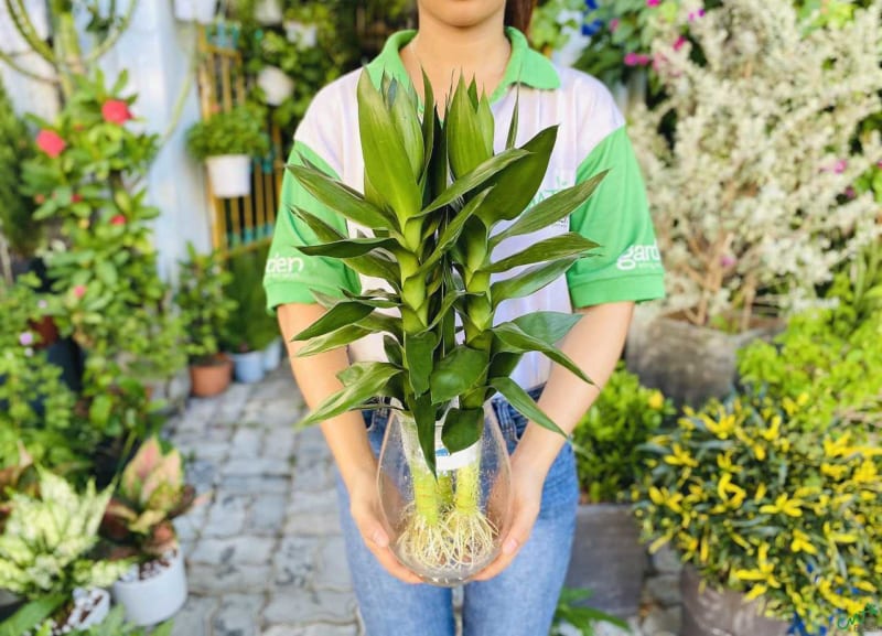 cây phát tài phong thủy