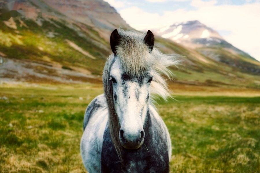 Chiêm bao thấy ngựa và những con số