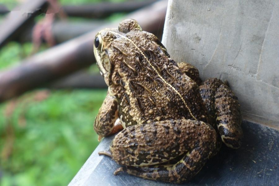 cóc vào nhà điềm báo gì