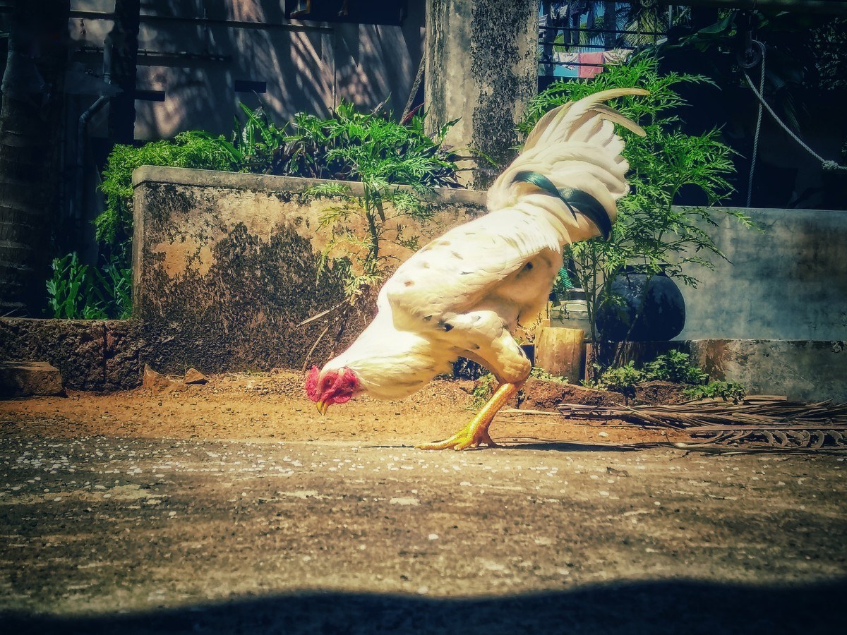 Xem màu lông gà