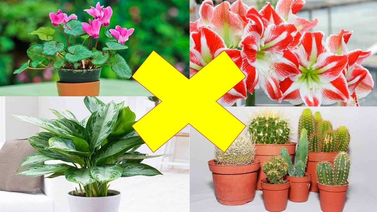 Những loại cây cảnh bạn không nên trồng trong nhà