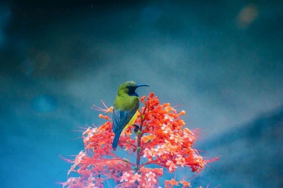 Mơ thấy chim và điềm báo