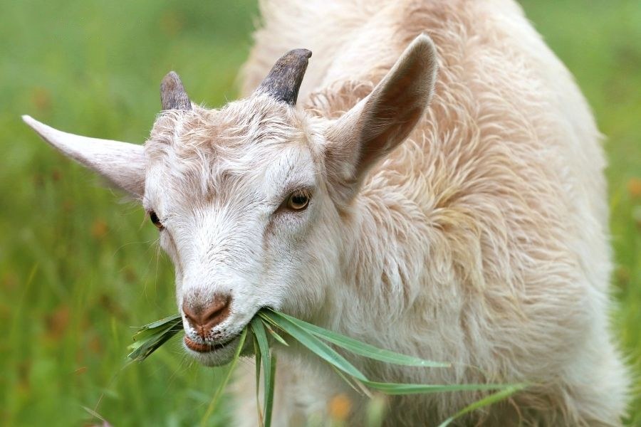 Mơ thấy dê là điềm báo tốt hay xấu?
