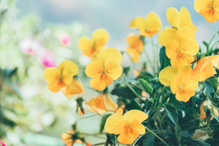Ngủ mơ thấy những bông hoa xinh đẹp