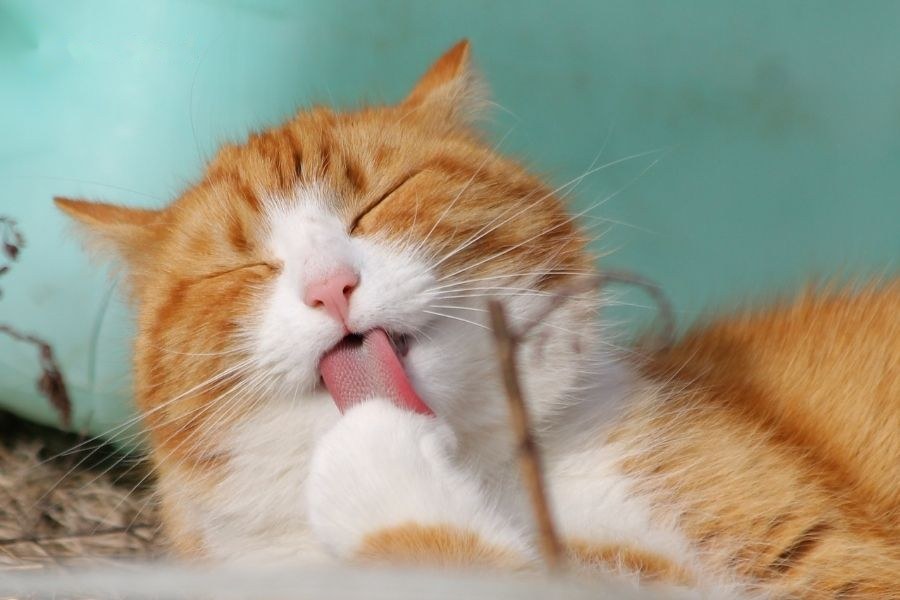 Tuổi Mão hợp tuổi nào trong làm ăn, kết hôn