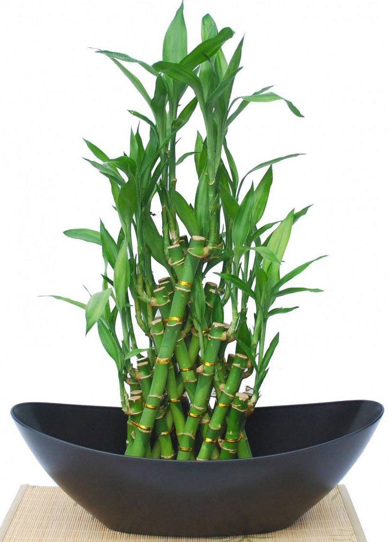cây phong thủy theo tuổi