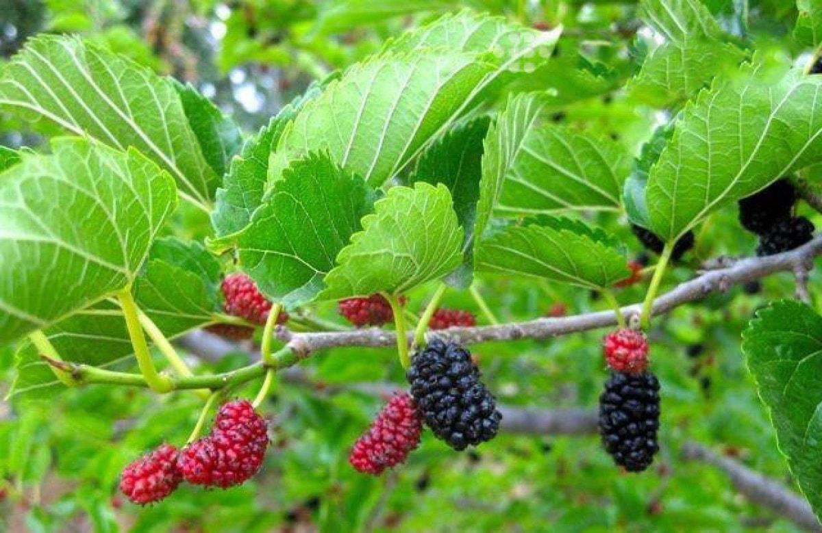 Kiêng kỵ khi trồng cây trong nhà