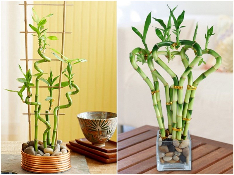 Lưu ý trong chọn cây phong thủy