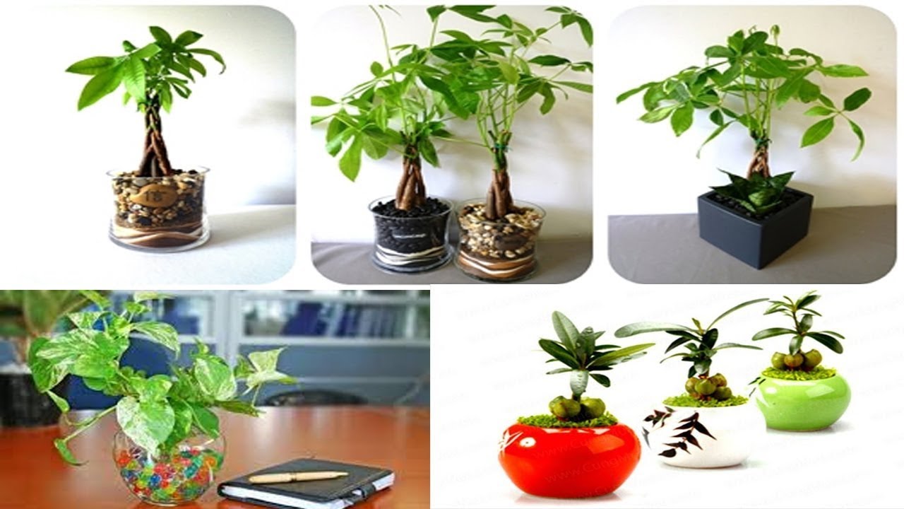 Các loại cây phong thủy may mắn