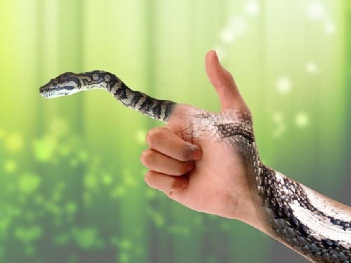 Ngủ mơ thấy rắn là điềm gì?