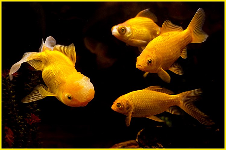 Giải mã giấc mơ thấy cá