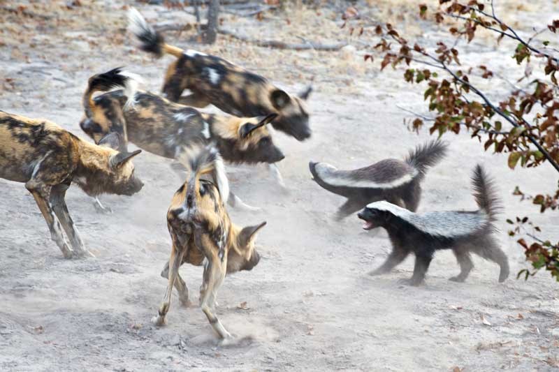 Giải mã giâc mơ thấy đánh nhau