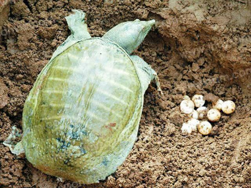 Ngủ mơ thấy ba ba và những con số
