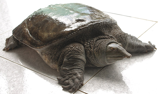 Mơ thấy con ba ba
