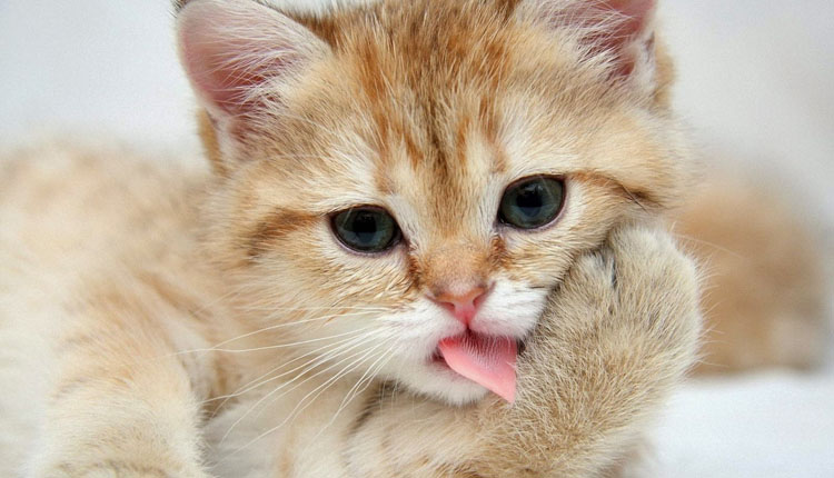 Nằm mơ thấy mèo