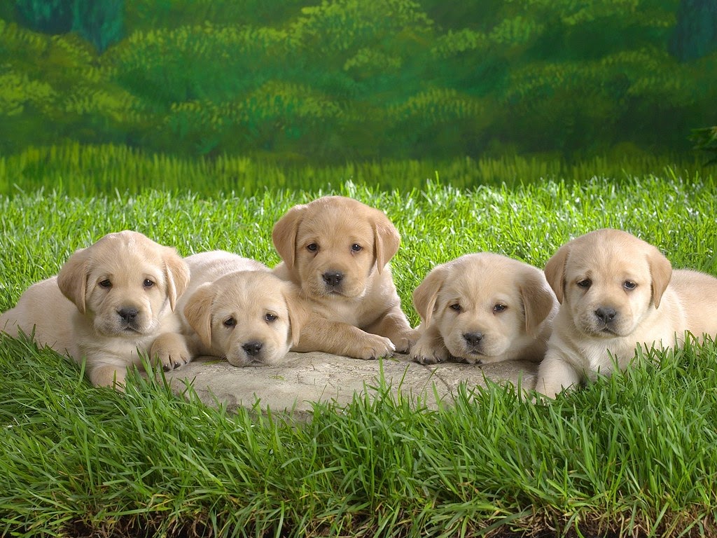 Chó đẻ 1 con tốt hay xấu?
