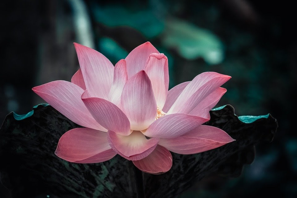 song ngư hợp hoa sen