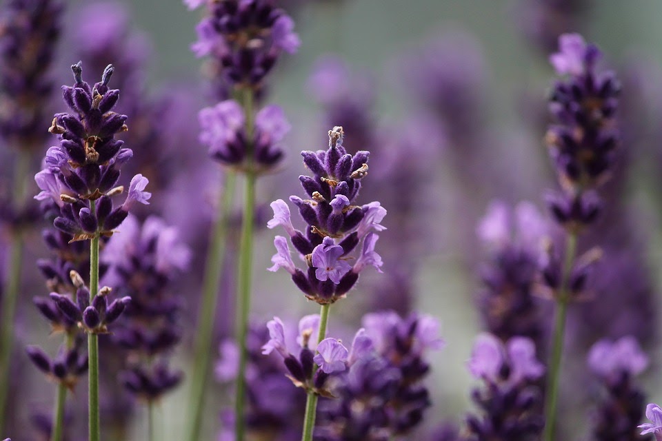 song tử hoa lavender