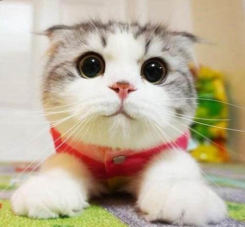 Ý nghĩa của giấc mơ thấy mèo
