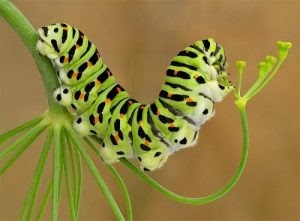mơ thấy sâu điềm gì