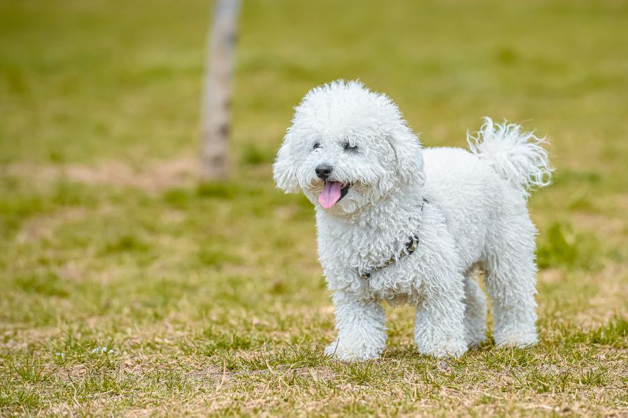 3. Con số may mắn khi thấy chó đẻ 1 con