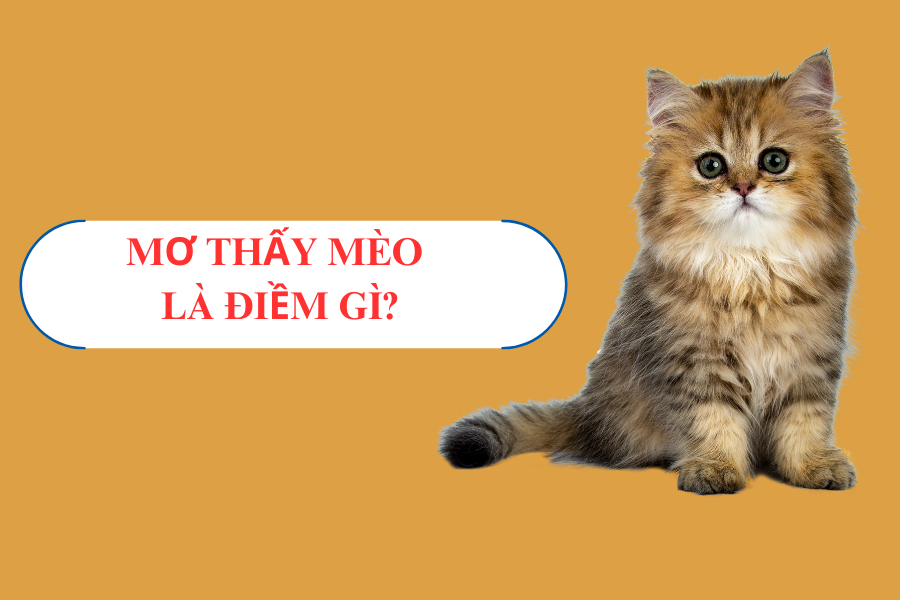 2. Giải mã các trường hợp nằm mơ thấy mèo