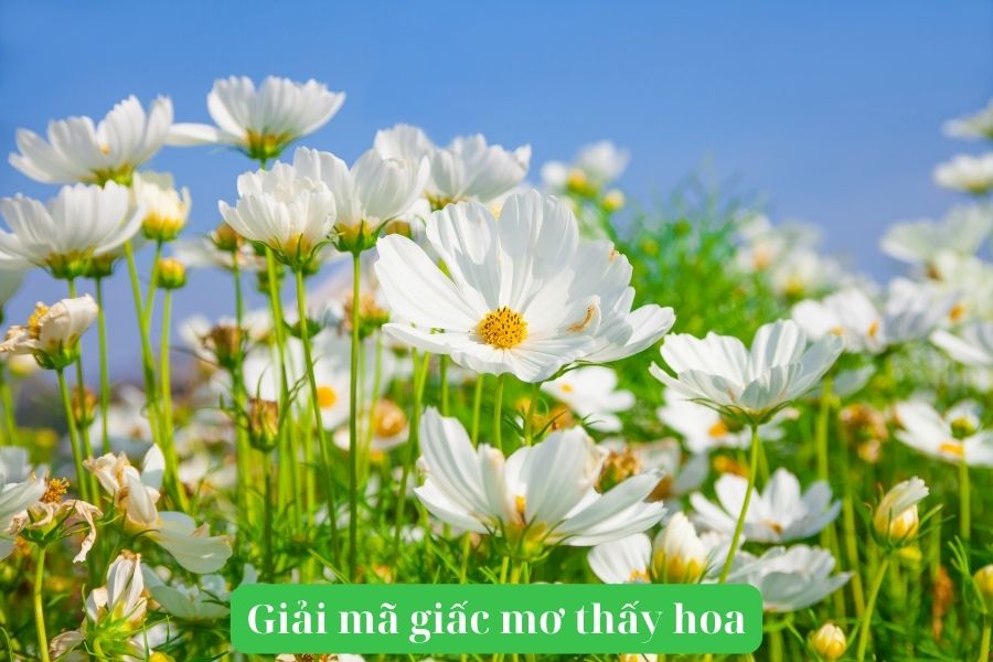 Giải Mã Giấc Mơ Thấy Hoa: Điềm Báo May Mắn Hay Rủi Ro?