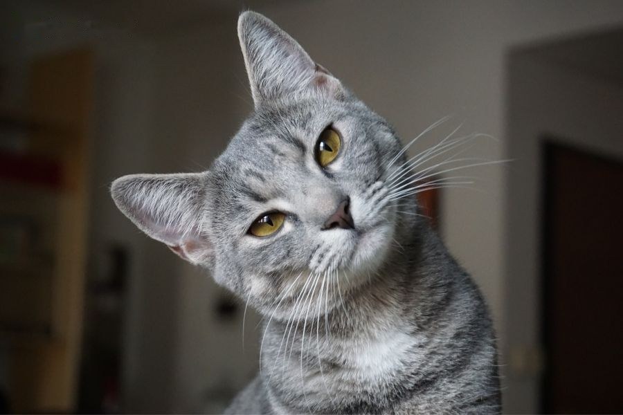 Tính cách người tuổi Mão