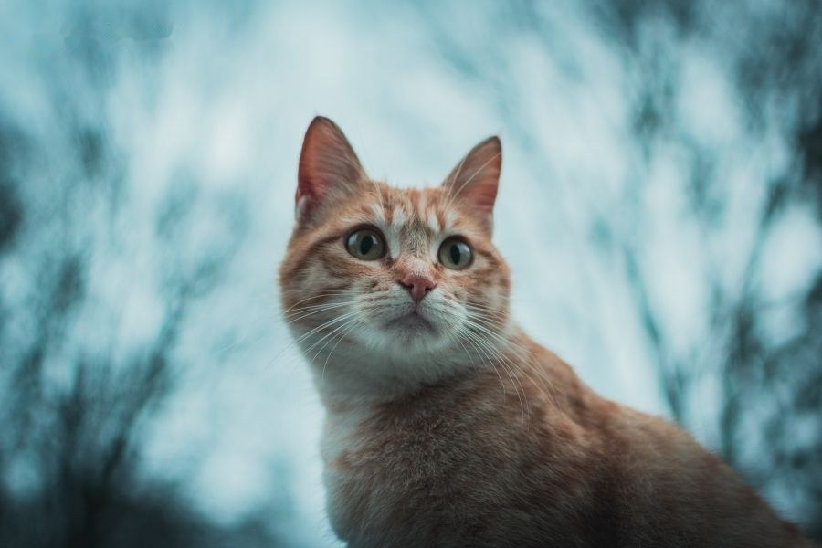 Tình yêu của người tuổi Mão theo nhóm máu