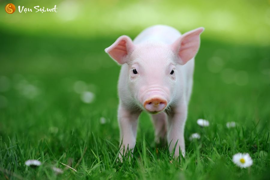Tuổi Hợi là con gì? Người tuổi Hợi sinh năm bao nhiêu?