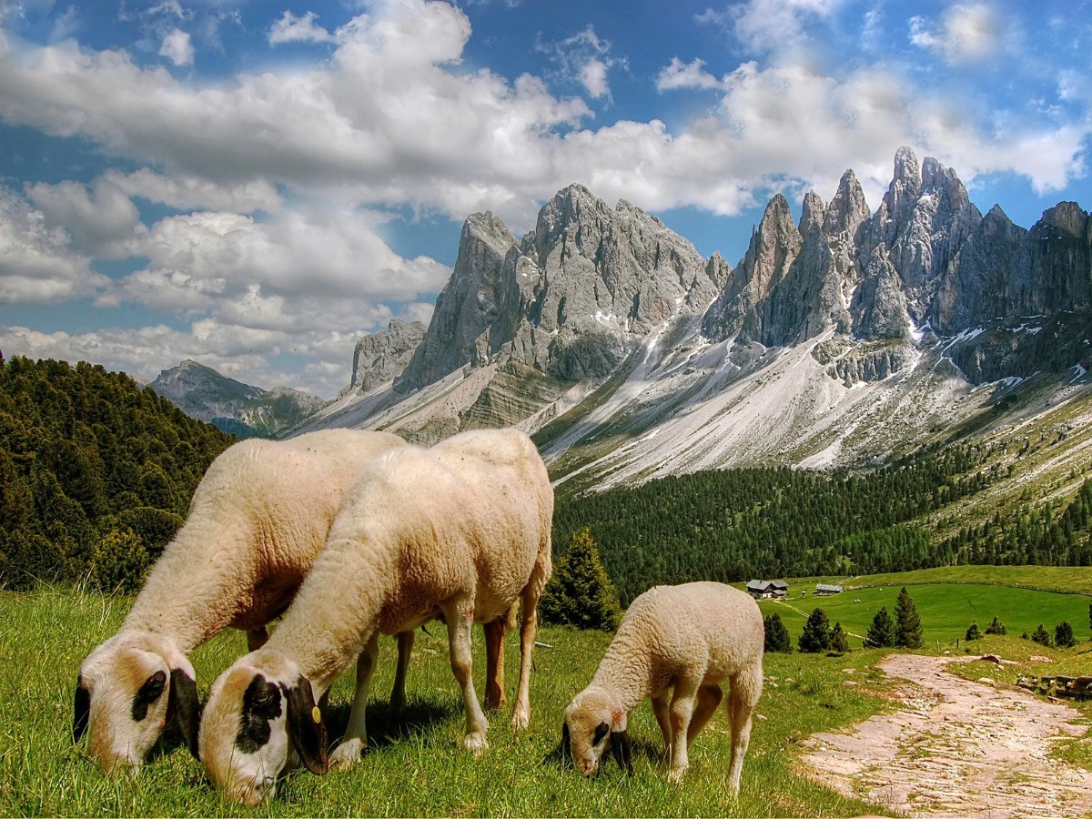 Tình yêu nam tuổi Mùi