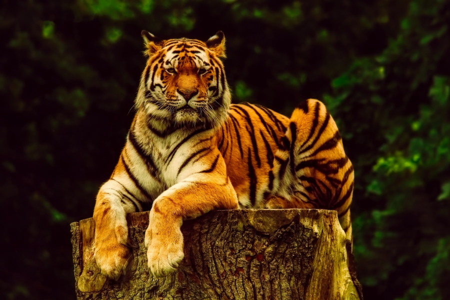 Tìm hiểu người tuổi Dần