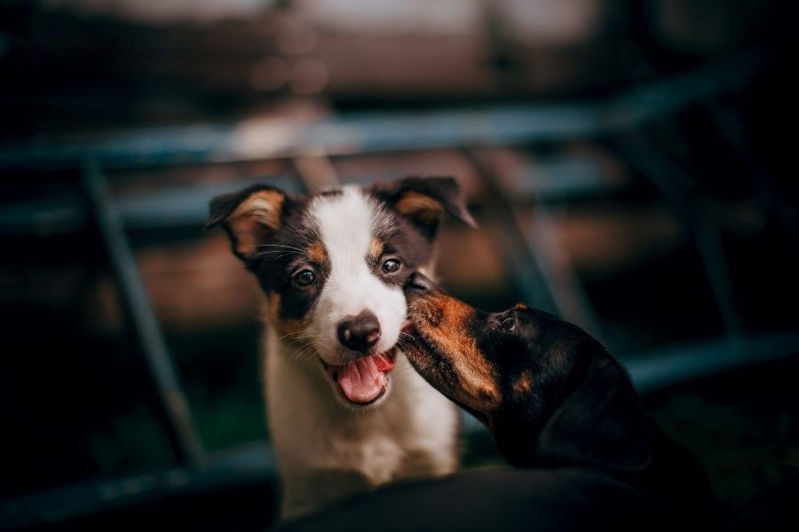 Xem tuổi hợp tuổi Tuất
